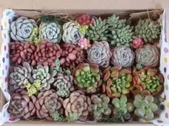 2026年最新】多肉 苗 セットの人気アイテム - メルカリ