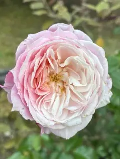 バラ苗　挿し木苗