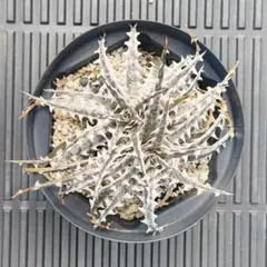 その他観葉植物 dyckia silver dragon x little wing SL106 ディッキア Silver Dragon x Little Wing #SL106 - メルカリ