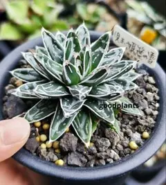 2026年最新】児玉姫笹の雪の人気アイテム - メルカリ