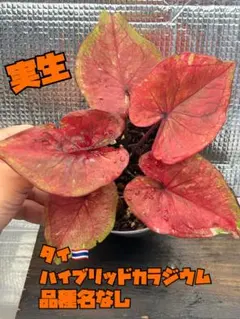 結実確認済【TFH 675, Gold Rush】5号鉢 挿し木苗 一年生苗木 - メルカリ