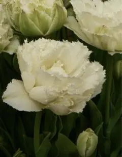 t様専用　チューリップ　2種