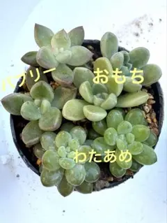 2026年最新】つぶつぶ わたあめの人気アイテム - メルカリ