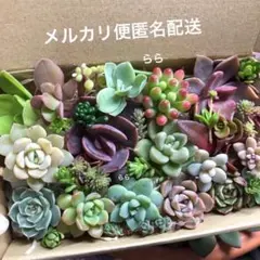 多肉植物　おまかせカット苗詰め合わせ　寄せ植え