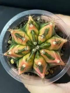 momochild様 リクエスト 2点 まとめ商品