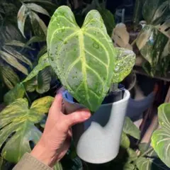 2026年最新】アンスリウム レガレの人気アイテム - メルカリ