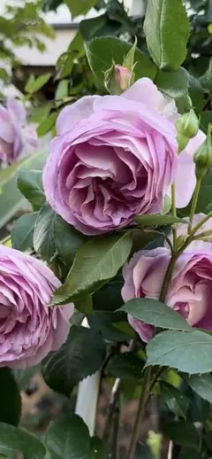 ぷっちんさま専用　エーデル3.マルク1