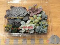 2025年最新】姫秀麗錦の人気アイテム - メルカリ