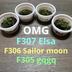 2025年最新】ビカクシダ 胞子 セットの人気アイテム - メルカリ