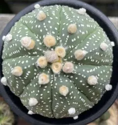 2025年最新】兜丸の人気アイテム - メルカリ