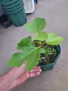 Black Madeira JFE穂木 ②イチジク穂木 いちじく穂木 - メルカリ