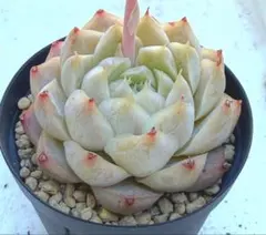 多肉植物 ♡ クイーンオブピーチ ♡ 抜き苗 - メルカリ