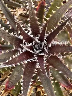 yamahima様 リクエスト 10点 まとめ商品　同梱お値引き900円しました