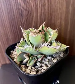 アガベ チタノタ USFO-076 2 Agave 悪魔 ブツブツ アガベ チタノタ USFO-076 2 Agave 悪魔 ブツブツ - メルカリ