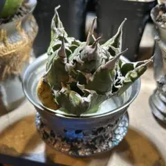 2026年最新】オアハカ現地株の人気アイテム - メルカリ