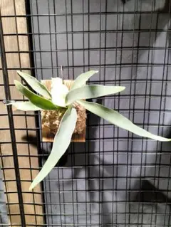 じぇむ様 リクエスト 3点 まとめ商品