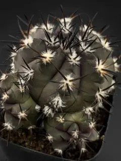 2026年最新】コピアポア デュラの人気アイテム - メルカリ