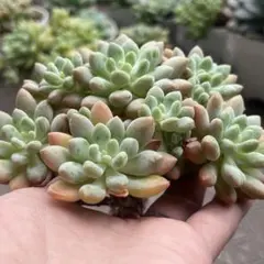 ティファニー　多肉植物　群生　エケベリア