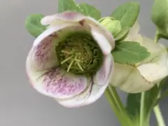 2026年最新】加藤農園モーリーの人気アイテム - メルカリ