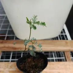 ミモザアカシア苗⑮