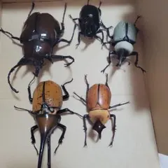 ヘラクレスオオカブト メス 標本セット - メルカリ