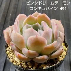 ピンクドリームデーモンコンキュバイン 491 エケベリア 多肉植物 抜き苗