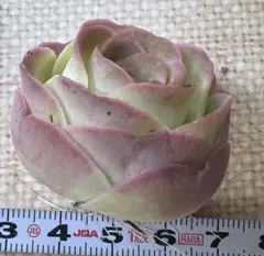 な*お様 No.c79グリーノビア　若画　アエオニウム　多肉植物　撮影12月6