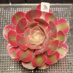 79#観葉植物アエオニウム錦❤️マダラシカ ❤️1大頭12cm拔き苗 - メルカリ