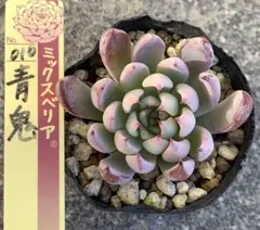 多肉　青鬼　抜き苗　ミックスベリア　多肉植物　おらいさん