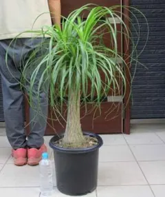 トックリラン ノリナ 7号 観葉植物 約105㎝ - メルカリ