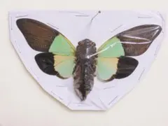 H_NN様 リクエスト 3点 まとめ商品