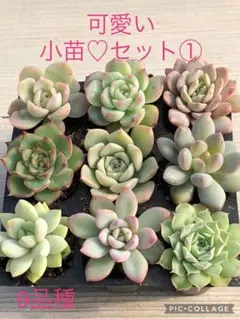 2025年最新】セプテンバーモーンの人気アイテム - メルカリ