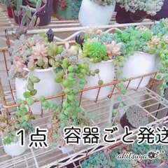 容器ごと発送❤姫秀麗 ピーチネックレス ダシフィルム 寄せ植え