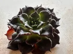 き*ば様 1549新入荷　ブラックマディバ　多肉植物　エケベリア　撮影2月6日
