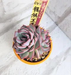 2026年最新】龍鱗蓮華の人気アイテム - メルカリ