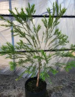 もふもふボリューム苗 アデナンサスウーリーブッシュ 鉢植え 苗 - メルカリ