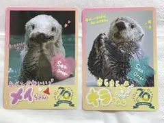 【匿名配送】鳥羽水族館　TOBA AQUARIUMコレクションカード　キラメイ