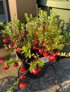 2025年最新】クランベリー苗の人気アイテム - メルカリ