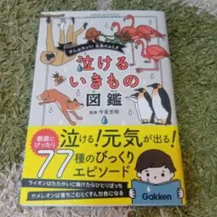 Item thumbnail for item 61ce0a6b-78a7-465e-a77f-3294020f7a87