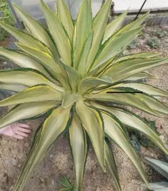 2025年最新】アガベ ジョーホークの人気アイテム - メルカリ