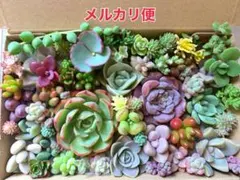 多肉植物 カット苗詰め合わせ 寄せ植えセット 《No.164》エケベリア多肉弁当