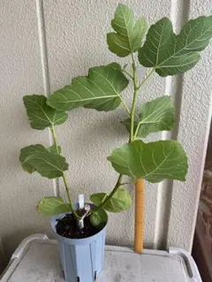 イチジク 苗木 鉢植え華麗な金嵌玉 - メルカリ