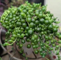 グ*コ様 多肉植物　グリーンネックレス　抜き苗