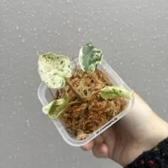 イルセマニー】フィロデンドロンの最高峰！非常に希少なアロイド
