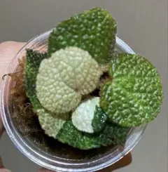 베고니아 솔림타타 양민산 분홍색 잡색 잎 자르기 ③ 라스트 스트레인