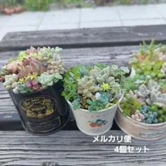 メルカリ便♫多肉植物寄せ植え♫そのまま飾れる♫わんちゃんクリスマスセット 多肉植物 そのまま飾れる 大きな寄せ植え❁⃘*.゜わんちゃんの箱庭風