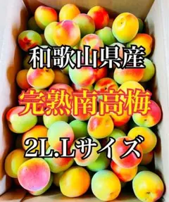 和歌山県産 完熟南高梅‼️L〜2L混合‼️2kg みかんキング 家庭用