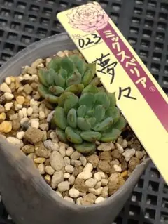 2026年最新】おらい 多肉植物さん苗の人気アイテム - メルカリ