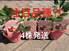 ①4株　いちご　苗いちご苗　やよいひめ　甘いいちご