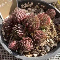 2026年最新】sempervivumの人気アイテム - メルカリ